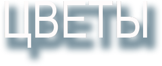 ЦВЕТЫ